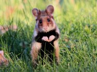 0009 (Feldhamster Jungtier)